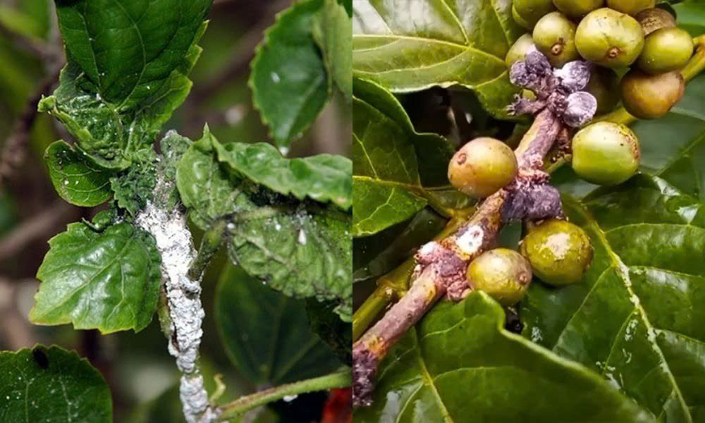 z7633239940841_fc17b6ef655ede43fd4983816ac4bb7a