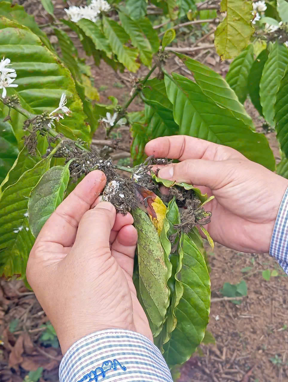 CHỦ ĐỘNG PHÒNG TRỪ RỆP SÁP HẠI CÀ PHÊ